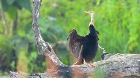 Anhinga-chilling-on-pond-.