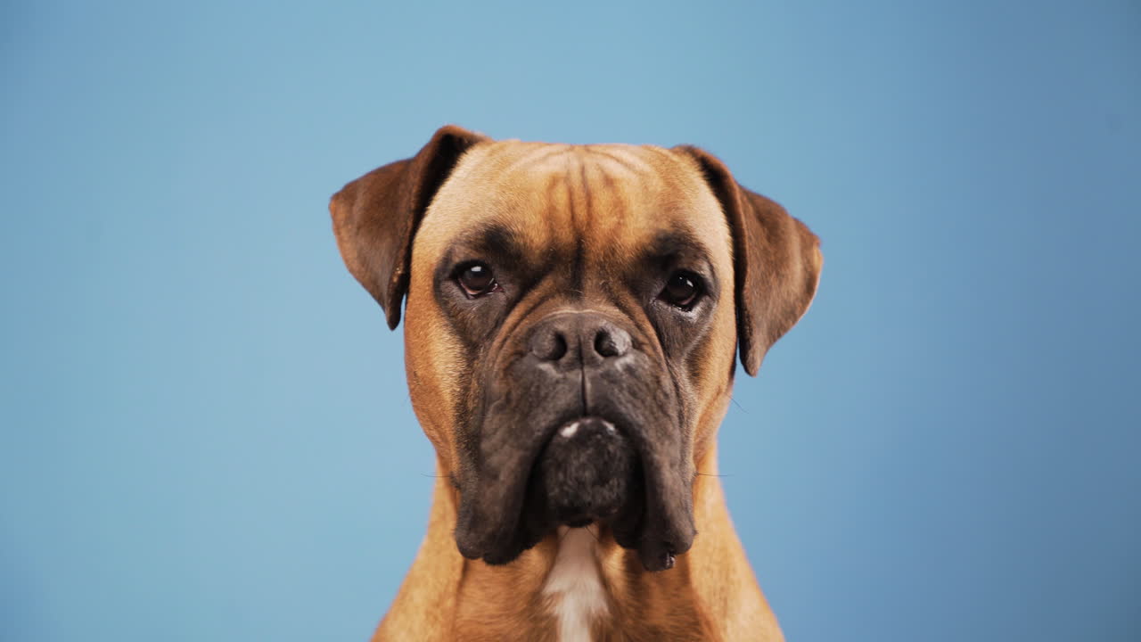 Cute boxer dog in the photo studio on blue background