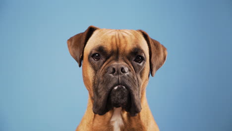 cute boxer dog in the photo studio on blue background
