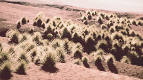 bush in semi desert large wasteland