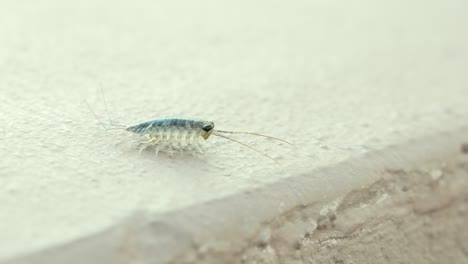 wharf roach, sea roach, invasive isopod species crawling over edge of cement near canal