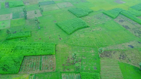 Drohnenaufnahme-Eines-Abgelegenen-Landwirtschaftlichen-Reisfelds-Und-Eines-Jutedorfs-In-Westbengalen