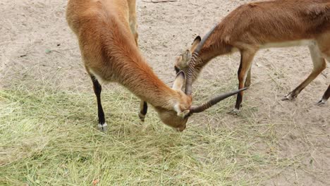 el macho lechwe rojo con cuernos y la hembra están comiendo heno