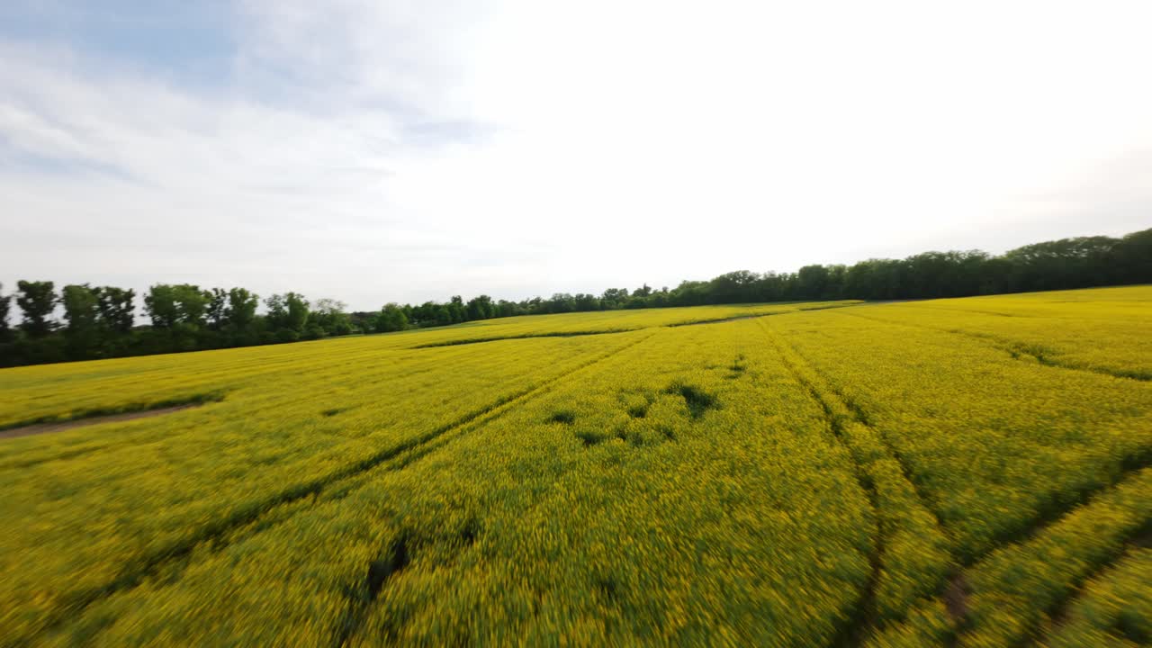 Panoramic sideways aerial movement along the rapeseed fields with honey beehives, Poland