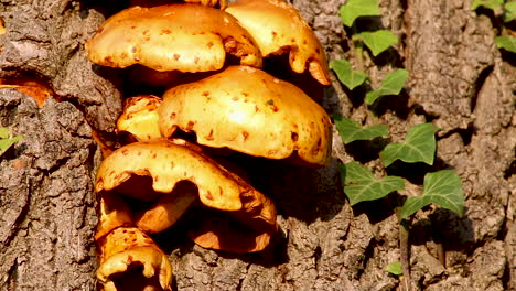 hongos de color naranja que crecen en un tronco de árbol vivo en el pueblo de wing en el condado de rutland, reino unido