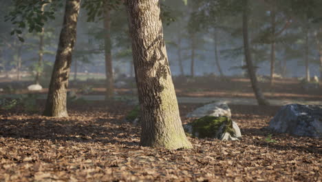 a misty forest path with fallen leaves