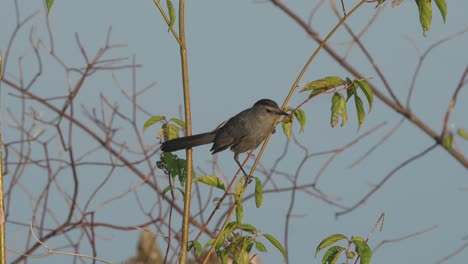 A-gray-catbird-perched-on-a-branch-against-the-blue-summer-sky