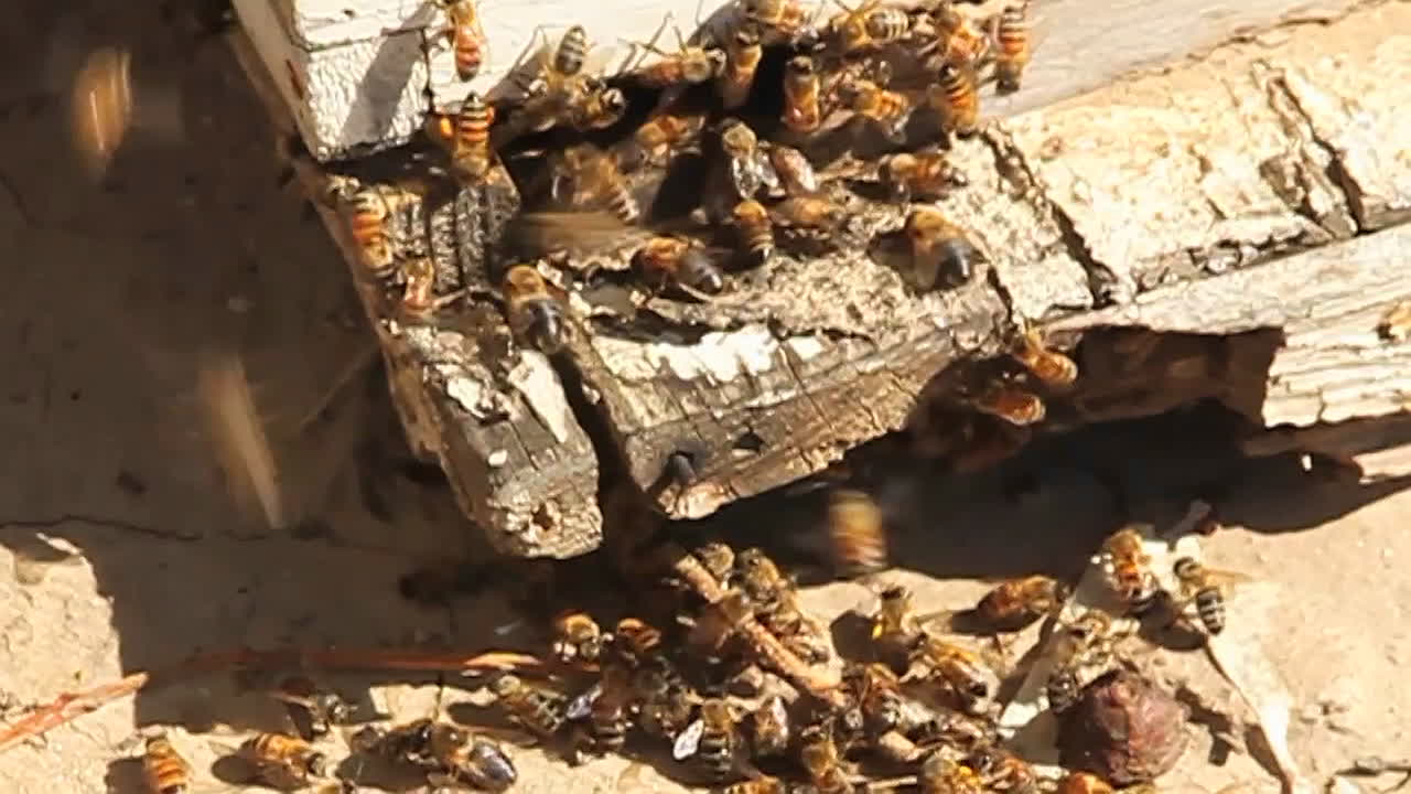 꿀벌이 오고가는 벌집