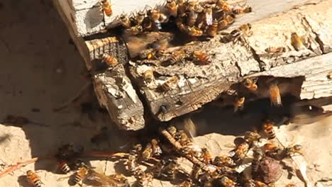 Ein-Bienenstock-Mit-Bienen-Kommen-Und-Gehen