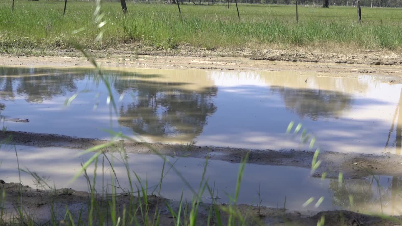 Outdoor nature grass swaying in wind in front of muddy puddle