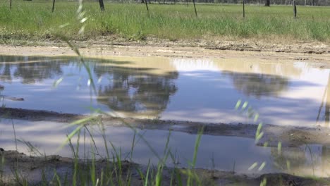 outdoor nature grass swaying in wind in front of muddy puddle