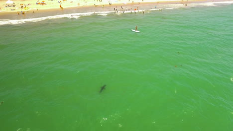 an aerial over a california beach with a great white shark swimming offshore 3