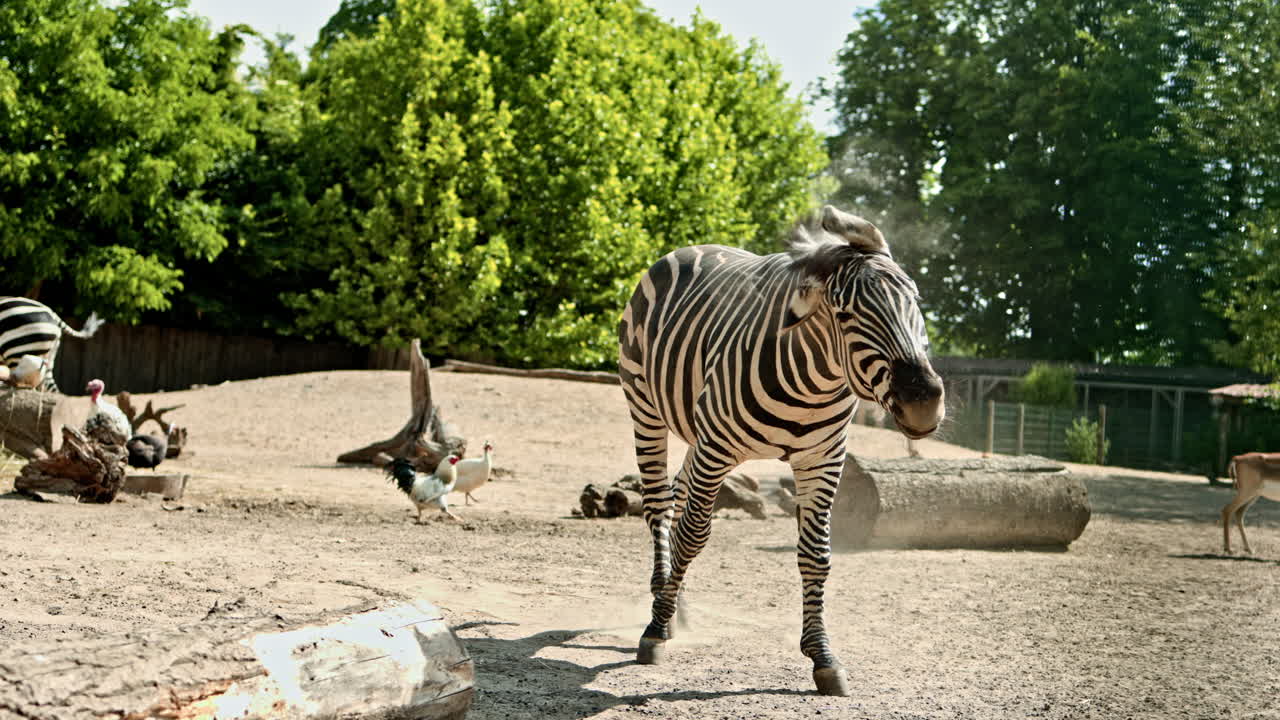 Allo zoo, le zebre giocose e vivaci regalano un'esperienza davvero deliziosa, ricca di gioia e infinita curiosità, incantando tutti i visitatori e gli amanti degli animali, rendendo il viaggio memorabile.