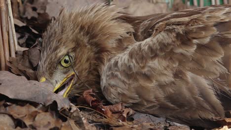 an eagle looks into the camera at the veterinary clinic