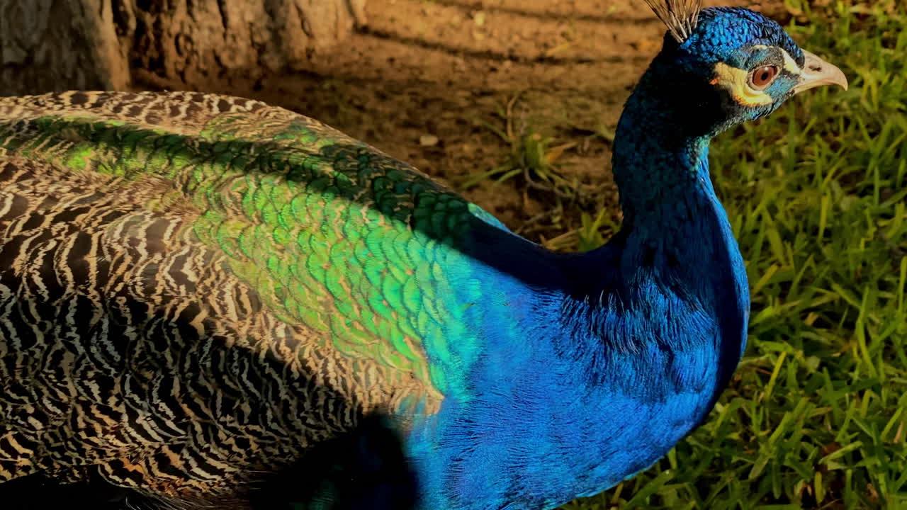 Pavão se alimentando na sombra com penas coloridas nos jardins de Sevilha. Pavão com penas azuis e verdes vibrantes andando sob a luz da manhã em Sevilha