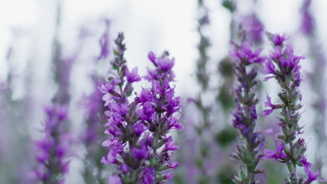 Lila-Blumen,-Die-Auf-Einem-Feld-Wachsen