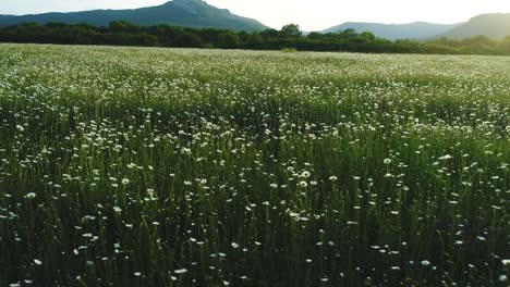 a beautiful white flower field with mountains in the background