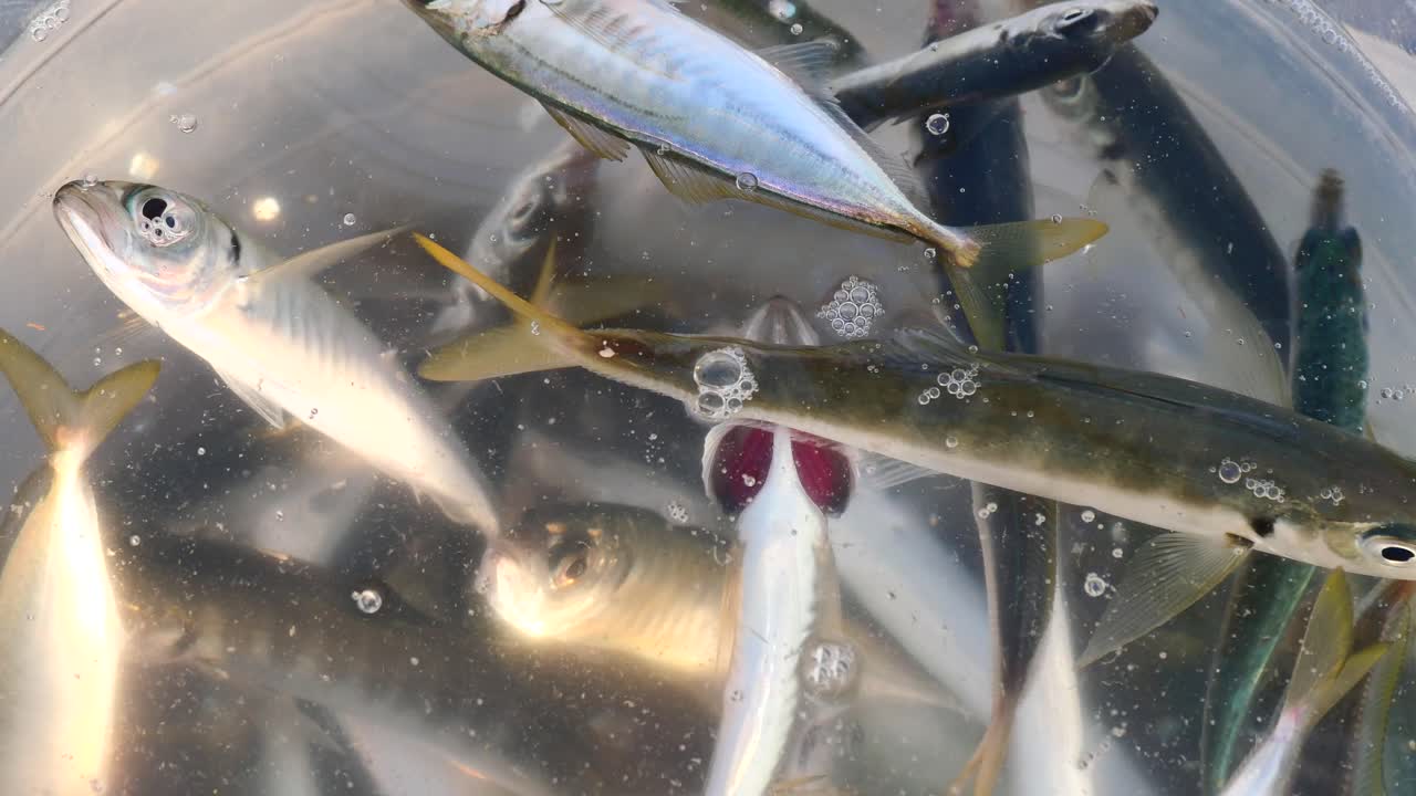 Live fish in a clear container