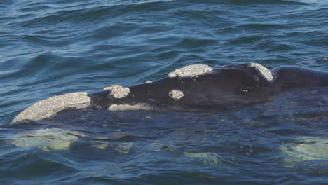 big southern right whale with callosities comes to the surface of the water to breathe and expels water, in hermanus, south africa