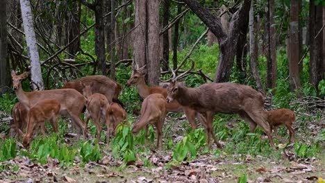 The-Eld's-Deer-is-an-Endangered-species-due-to-habitat-loss-and-hunting