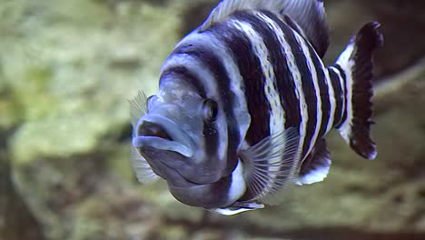 a hornet tilapia floating on the clear water inside the aquarium - closeup shot