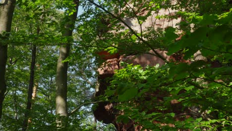 Close-up-of-leaves-and-tree-branches-in-a-European-forest-with-a-rock-face-background