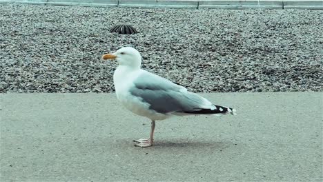 funny seagull, european herring gull on a cloudy day