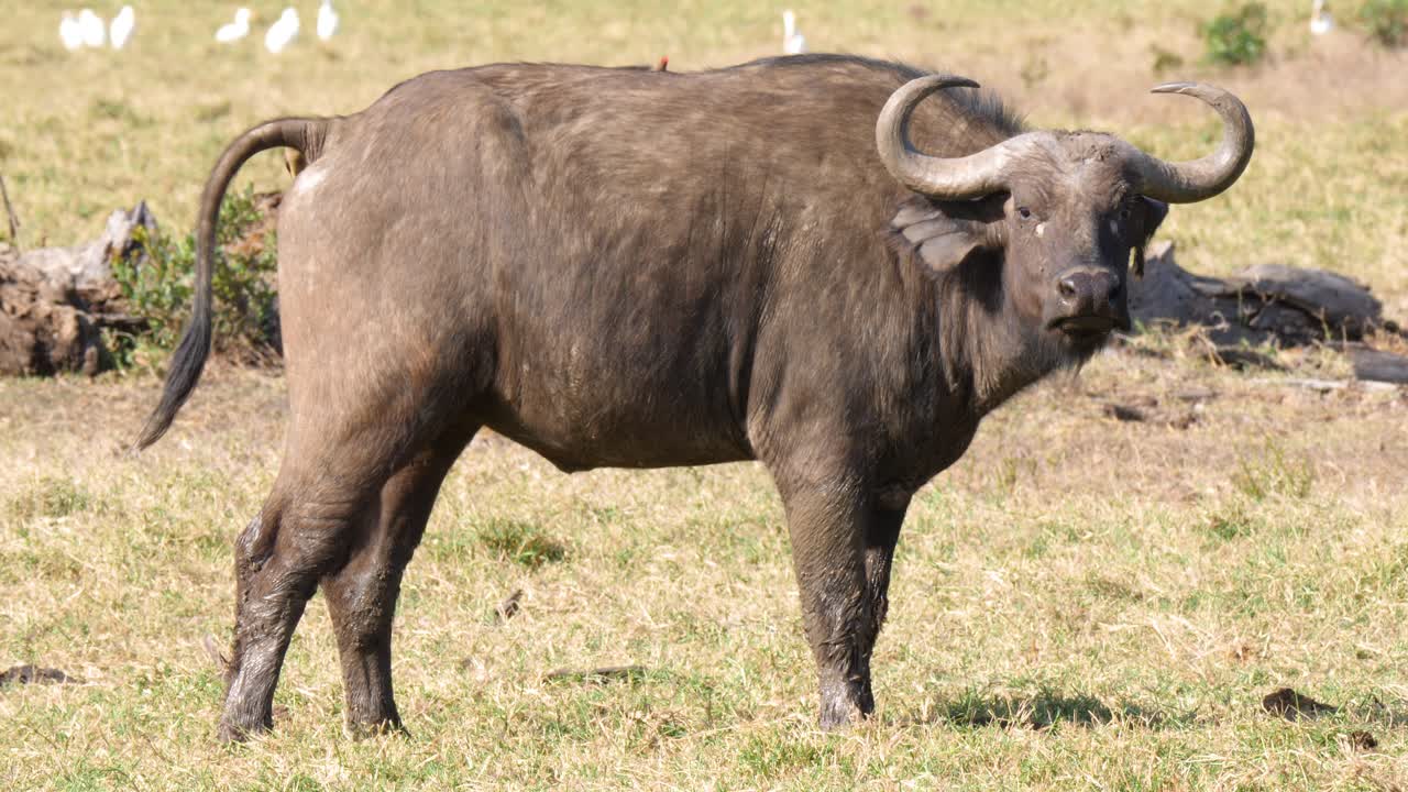 A Cape Buffalo excreting dung as a oxpecker watches and one on its back