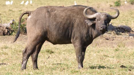a cape buffalo excreting dung as a oxpecker watches and one on its back