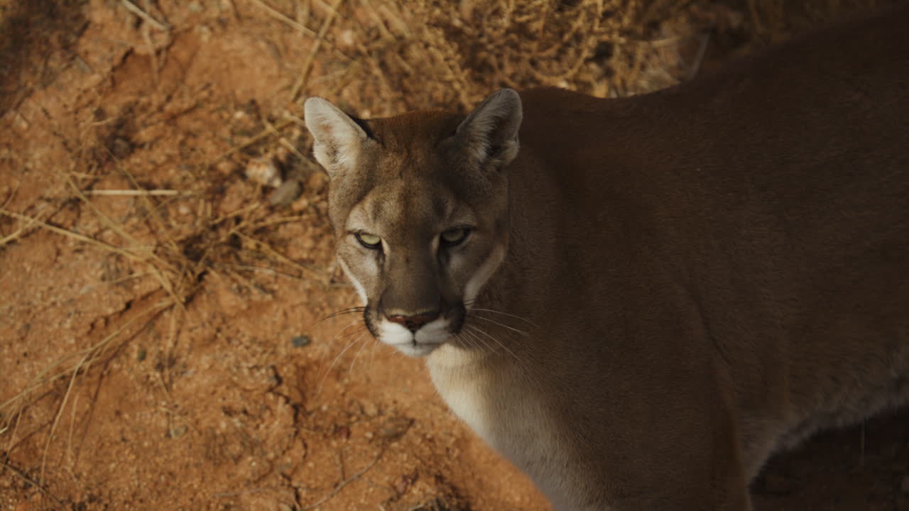Puma femmina che pedina la preda in slow motion in un clima desertico arido - Documentario naturalistico