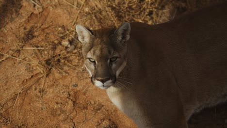 hembra de león de montaña acechando a su presa en cámara lenta en un clima árido del desierto - documental de la naturaleza