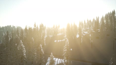 Aerial-view-of-forest-during-cold-winter-morning