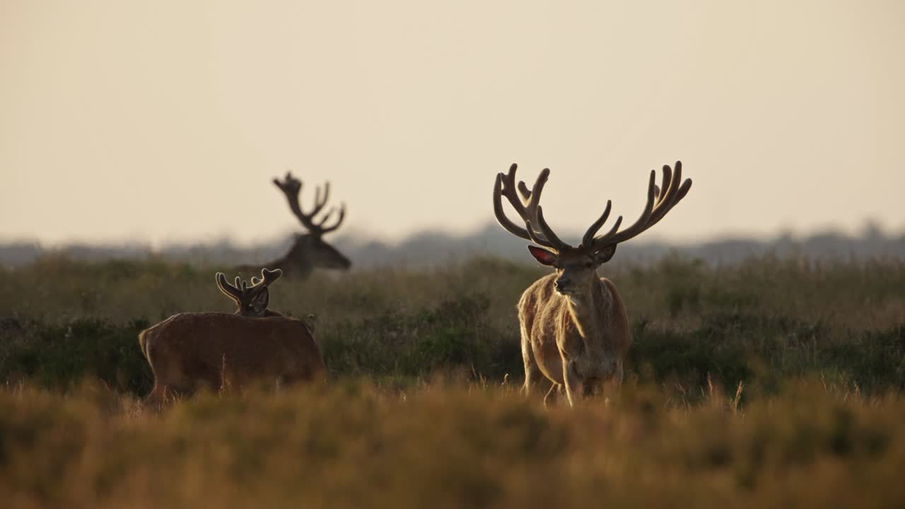 ciervos rojos con cuernos prominentes se paran en el campo durante la hora dorada, veluwe
