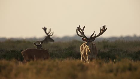 Red-deer-stags-with-prominent-antlers-stand-in-field-during-golden-hour,-Veluwe