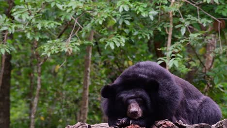 Malayan-Sun-Bear-about-to-fall-Asleep,-Helarctos-malayanus