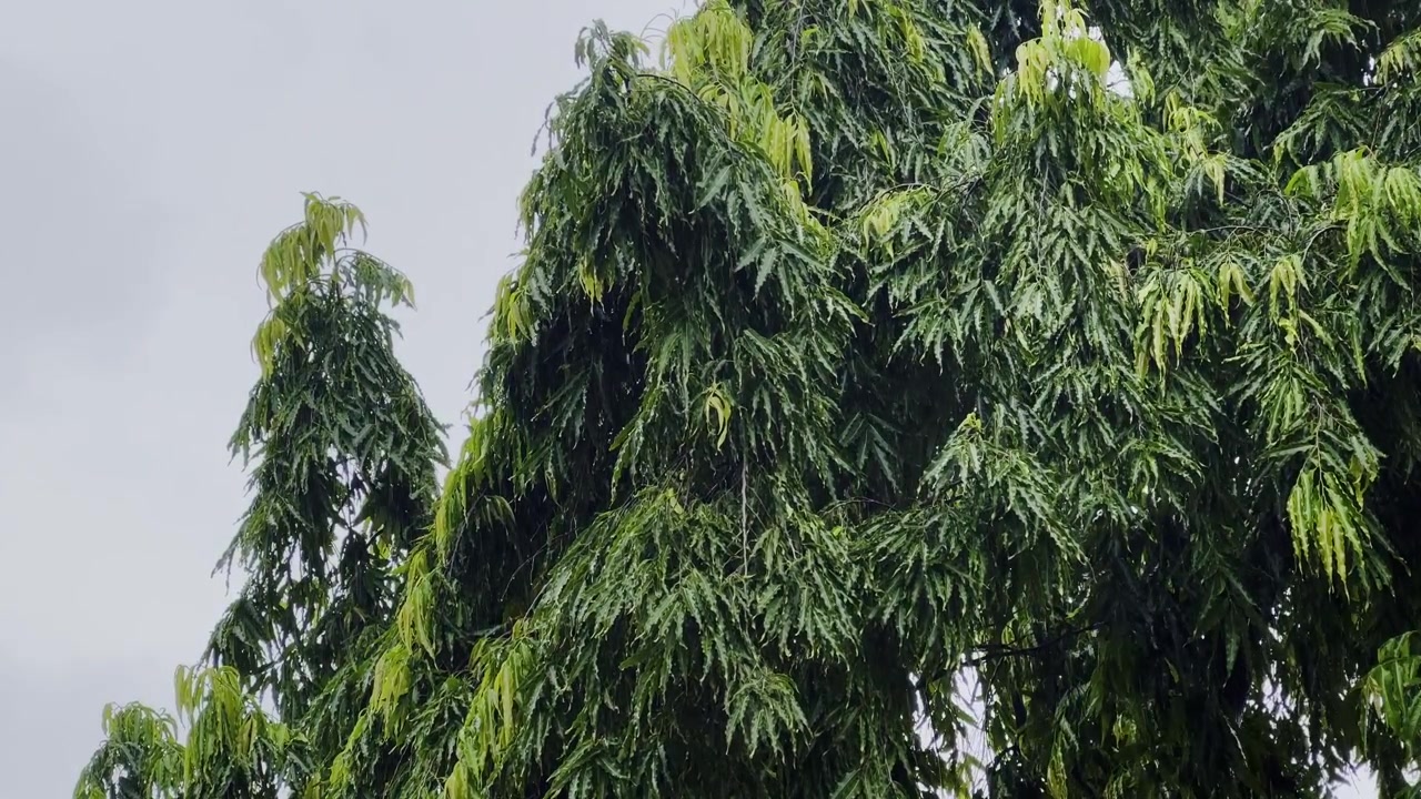 Inquadratura statica di un albero di False Ashoka che si erge pacificamente mentre una leggera pioggia monsonica cade sulle sue foglie strette e lussureggianti e sui suoi rami