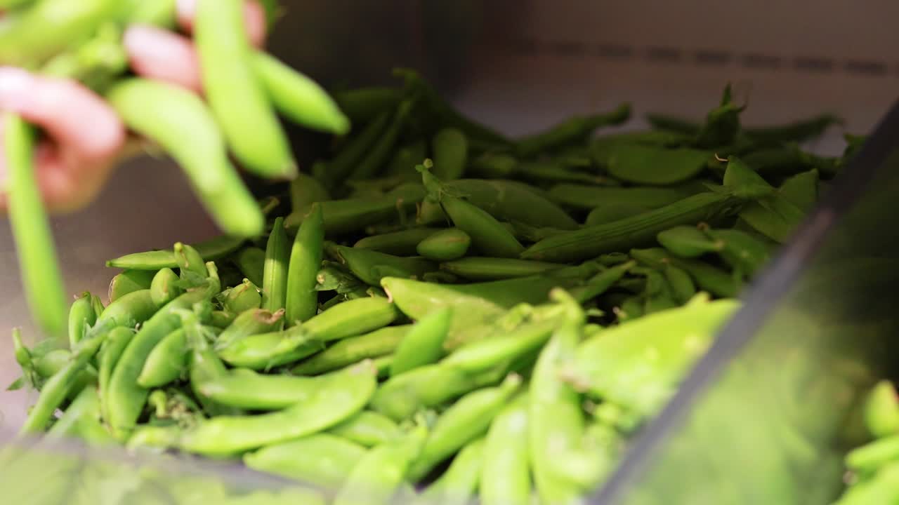 A hand picks green peas from a supermarket bin under bright lighting, highlighting freshness and selection process