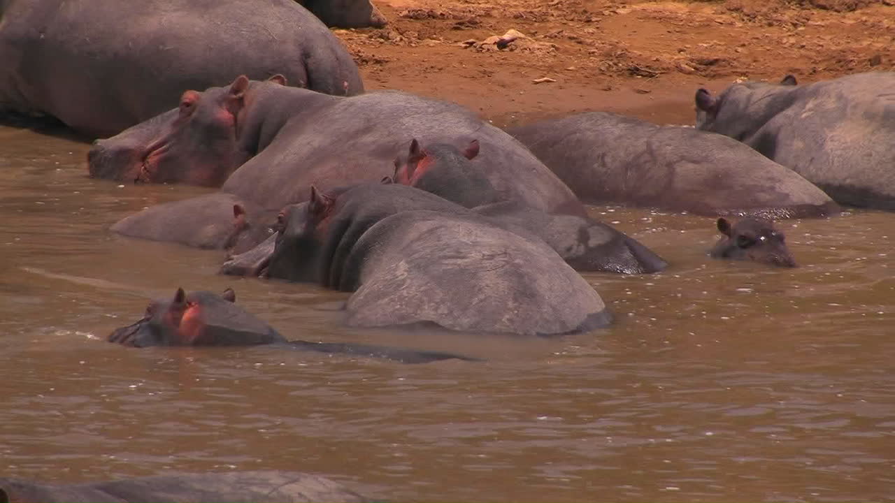 un grupo de hipopótamos se reúnen en un río