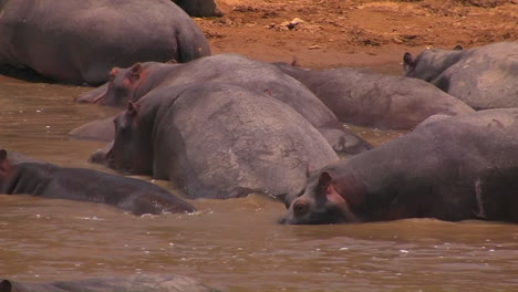 a group of hippos are gathered in a river