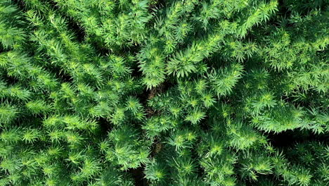 AERIAL:-Camera-Down-Shot-of-Flying-Above-Waving-Cannabis-Weed-or-Hemp-Plants-on-a-Sunny-Brigt-Day,-Shot-at-50-FPS,-Slow-Motion