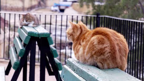 two  lazy  cats squatting on green benches