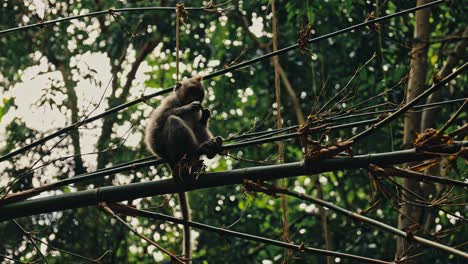 Long-tailed-macaque-monkey-primate-in-natural-habitat-of-Bali,-Indonesia