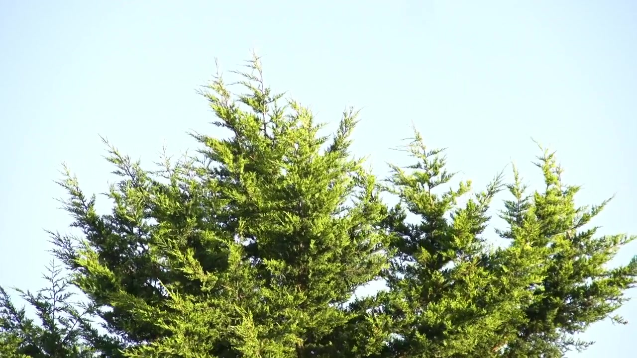 Ripresa 4K di un pino o abete verde che ondeggia al vento in natura nel Dorset, Inghilterra. Il video presenta una splendida illuminazione naturale, un'ottima qualità estetica visiva e un cielo luminoso come sfondo