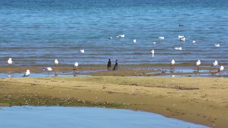 wild birds on shore of lake, swimming on shallow water, seagulls and cormorants