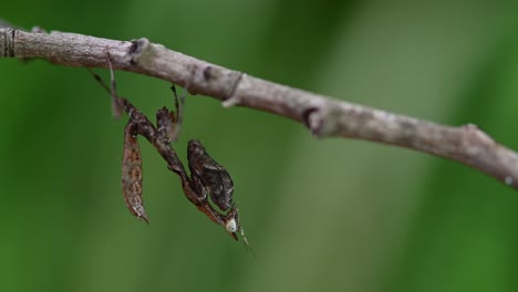 seen under a twig almost with no motion but its tail and thorax moving subtly also as it leans forward a bit, parablepharis kuhlii, mantis, southeast asia