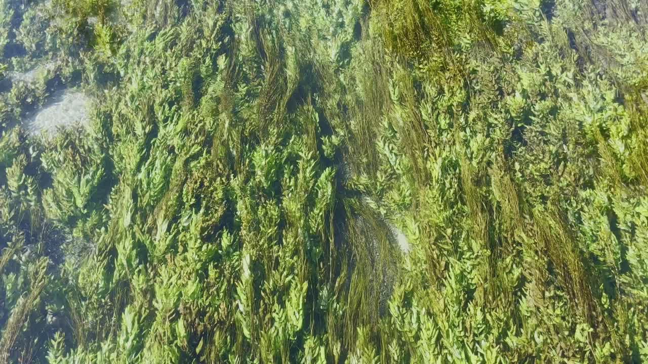 Shallow river with many underwater plants in clear water in a stream in a small town in France