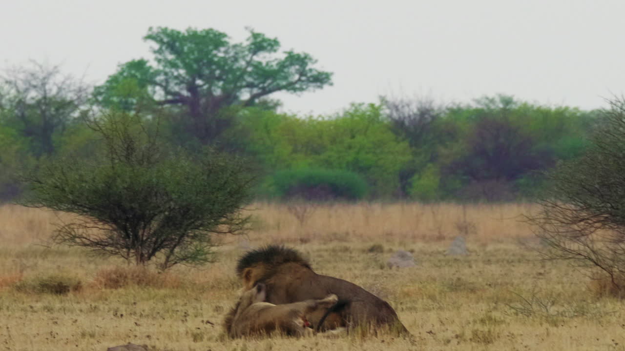 Two African Male Lions Fighting With Each Other On The Grass In Kgalagadi, Botswana