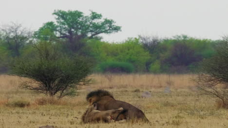 dos leones africanos peleando entre ellos en la hierba en kgalagadi, botswana