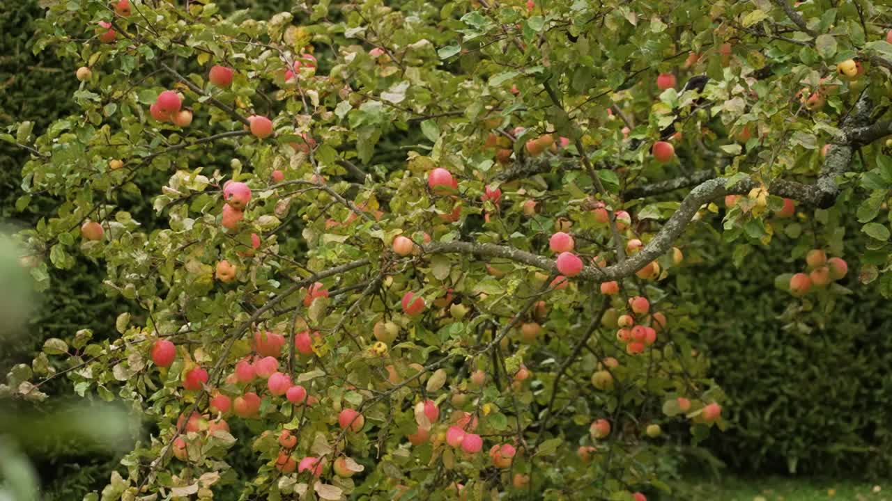Mele mature su un ramo in autunno.