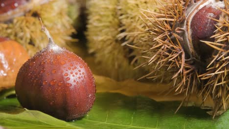 close up of thorny autumn seasonal chestnuts with shell